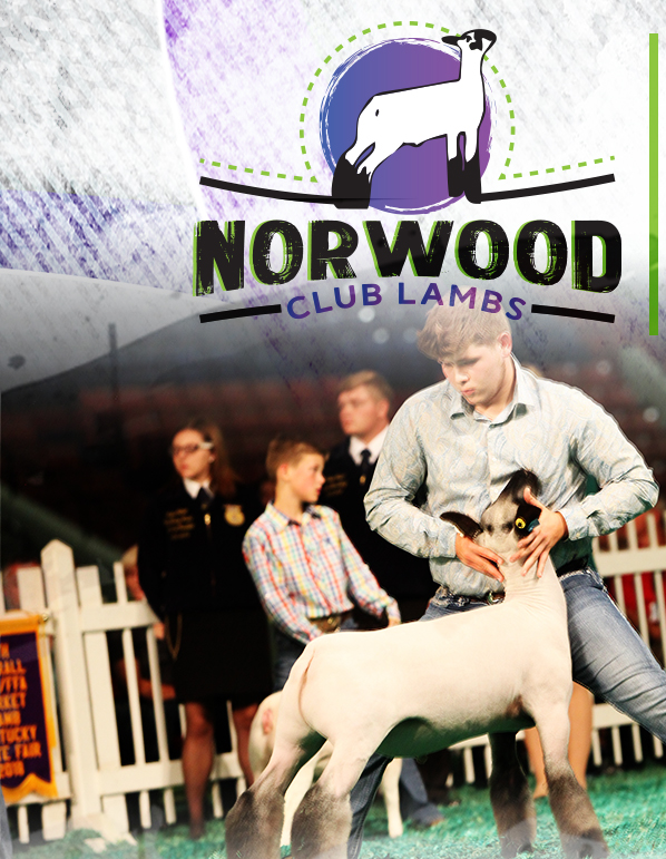 Norwood Club Lambs